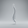 Standard Chiropractic Visit
